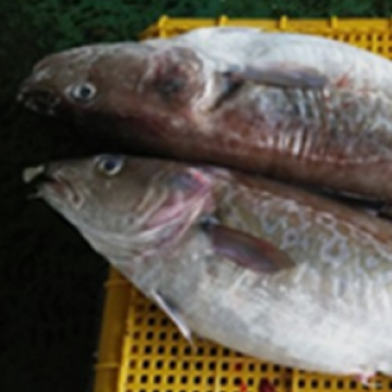 지역수산물 생선(대구)
